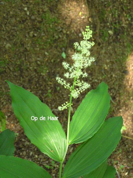 Smilacina racemosa