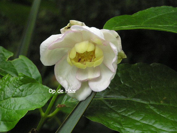 Calycanthus chinensis