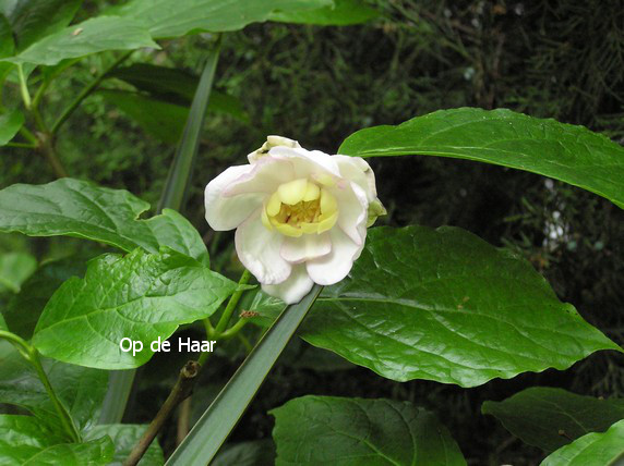 Calycanthus chinensis