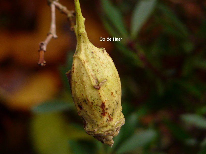 Calycanthus chinensis