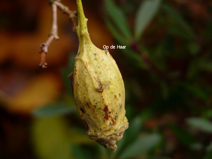 Calycanthus chinensis