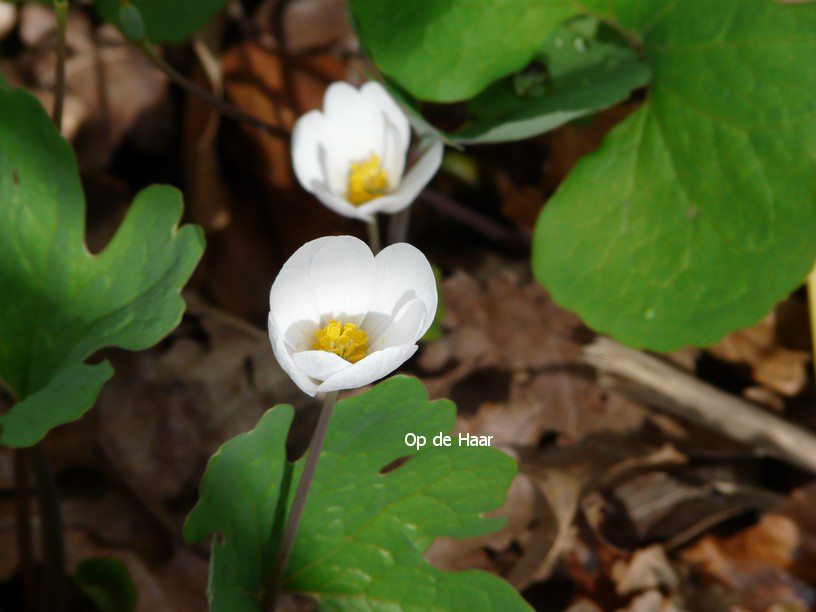 Sanguinaria canadensis