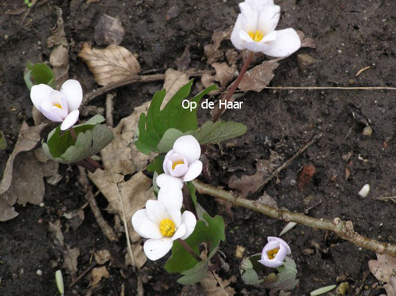 Sanguinaria canadensis