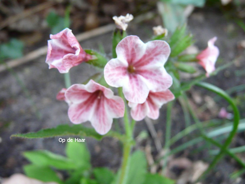 Pulmonaria rubra 'Barfield Pink'