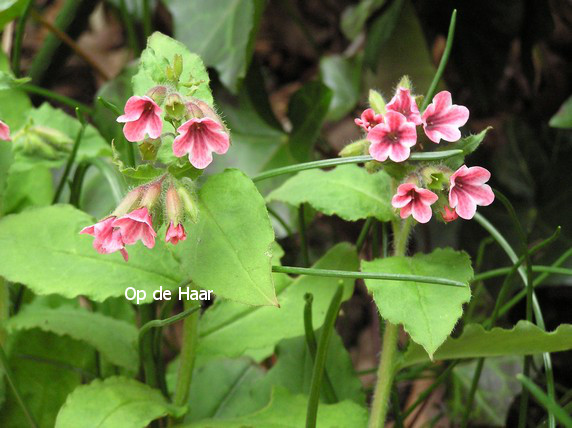 Pulmonaria rubra 'Barfield Pink'