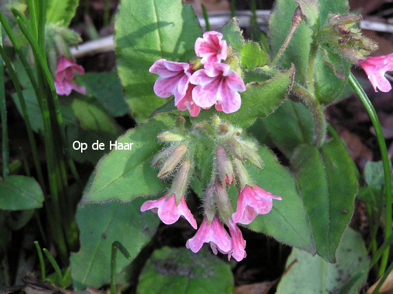 Pulmonaria rubra 'Barfield Pink'