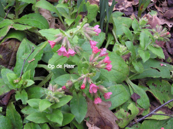 Pulmonaria rubra