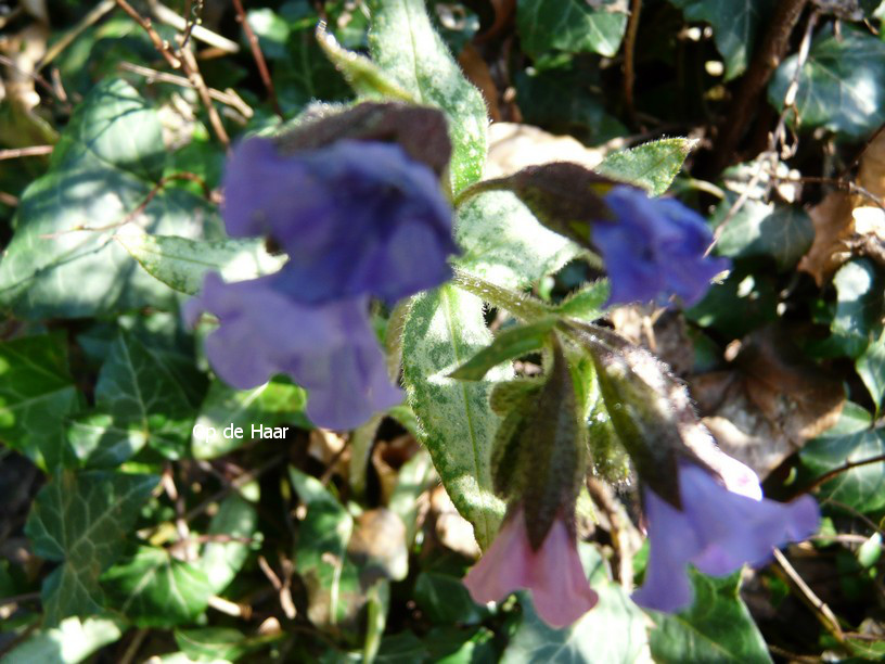 Pulmonaria angustifolia