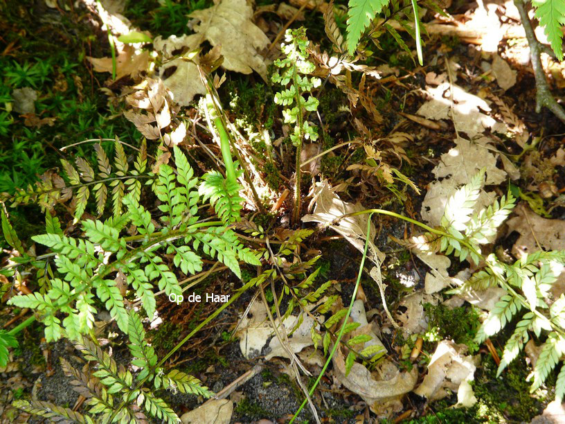 Polystichum tsus-simense