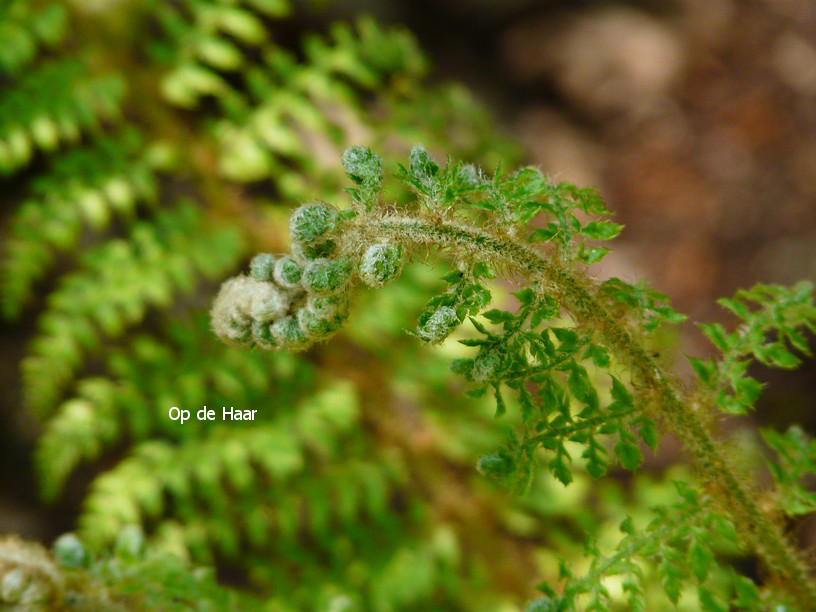 Polystichum setiferum 'Proliferum'