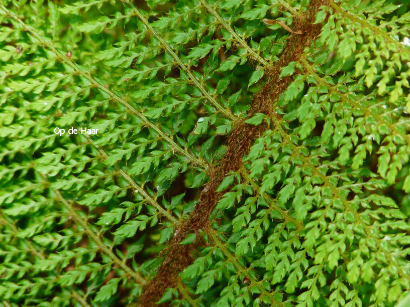 Polystichum setiferum 'Proliferum'