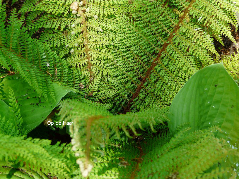 Polystichum setiferum 'Proliferum'