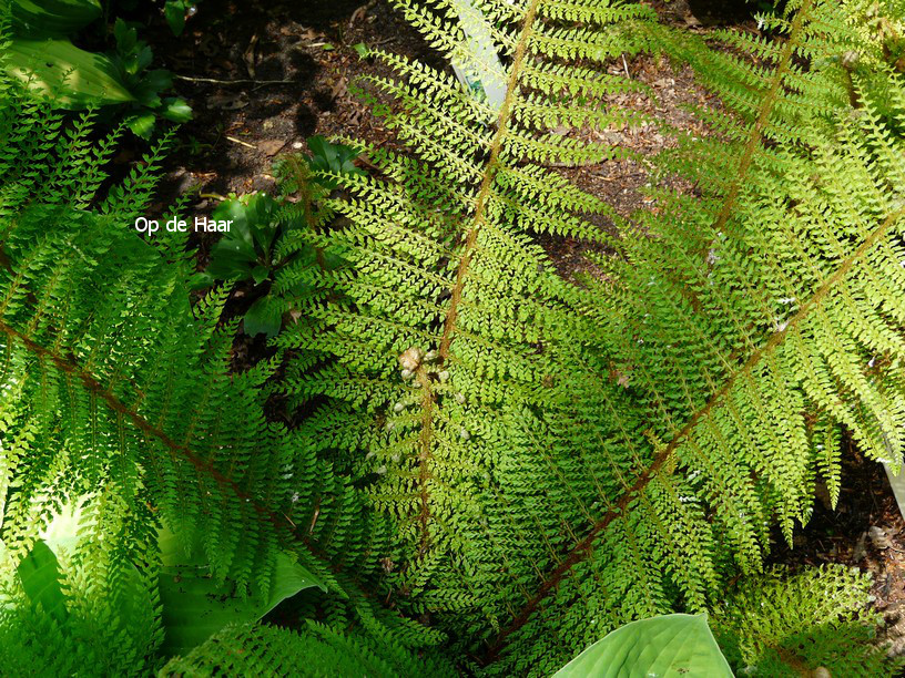 Polystichum setiferum 'Proliferum'