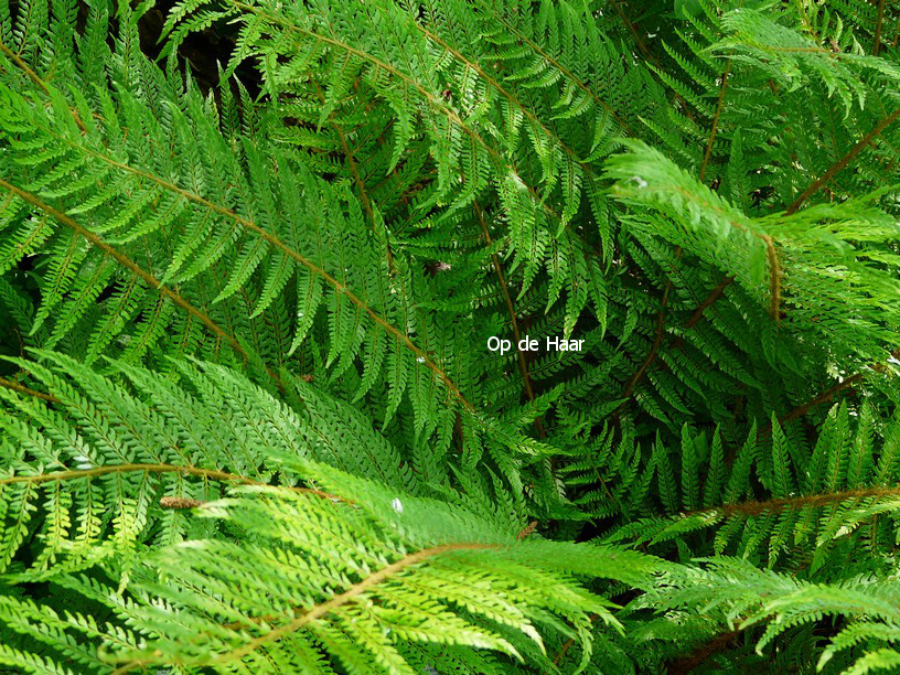 Polystichum setiferum 'Plumoso-densum'