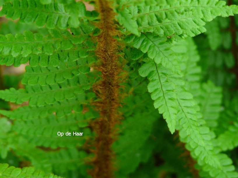 Polystichum setiferum 'Plumoso-densum'