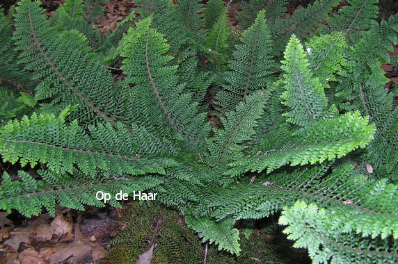 Polystichum setiferum 'Plumoso-densum'