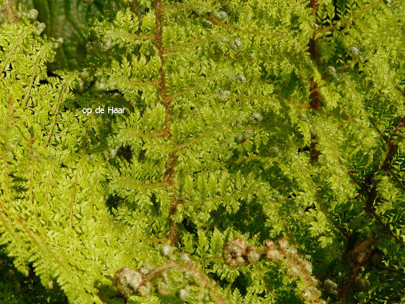 Polystichum setiferum 'Plumoso-densum'