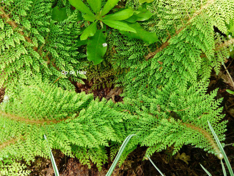 Polystichum setiferum 'Plumoso-densum'