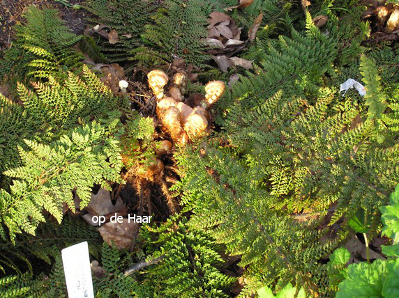 Polystichum setiferum 'Plumoso-densum'