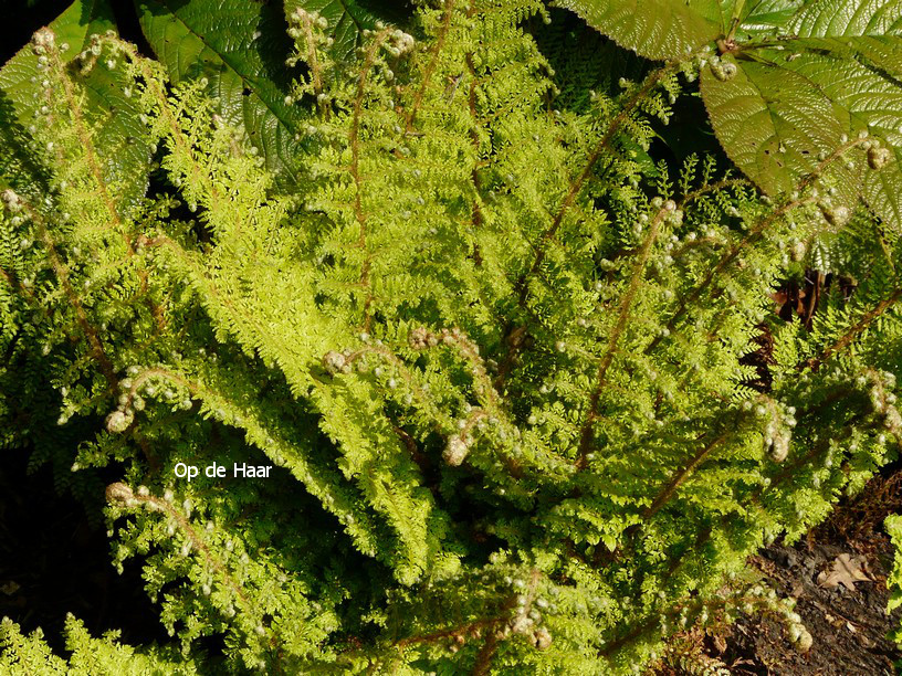 Polystichum setiferum 'Plumoso-densum'