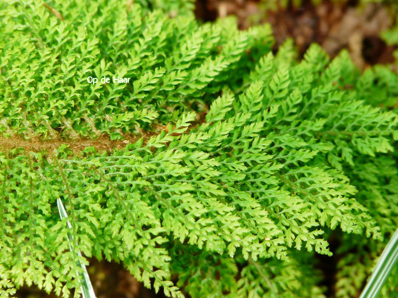 Polystichum setiferum 'Plumoso-densum'