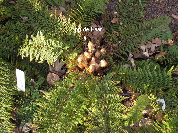 Polystichum setiferum 'Plumoso-densum'