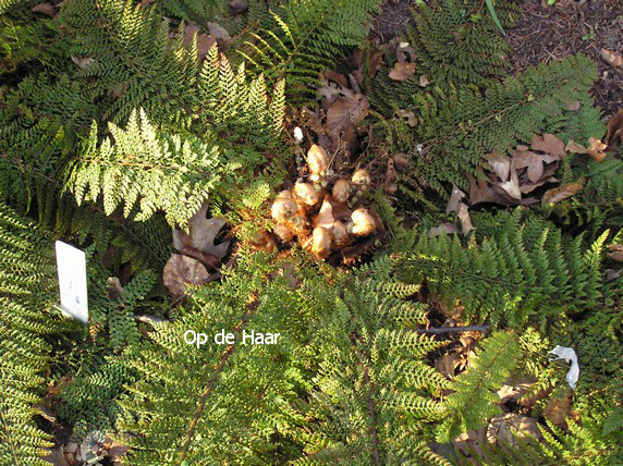 Polystichum setiferum 'Plumoso-densum'