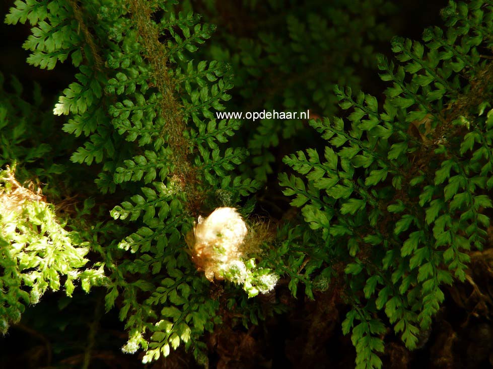 Polystichum setiferum 'Madame Patti'