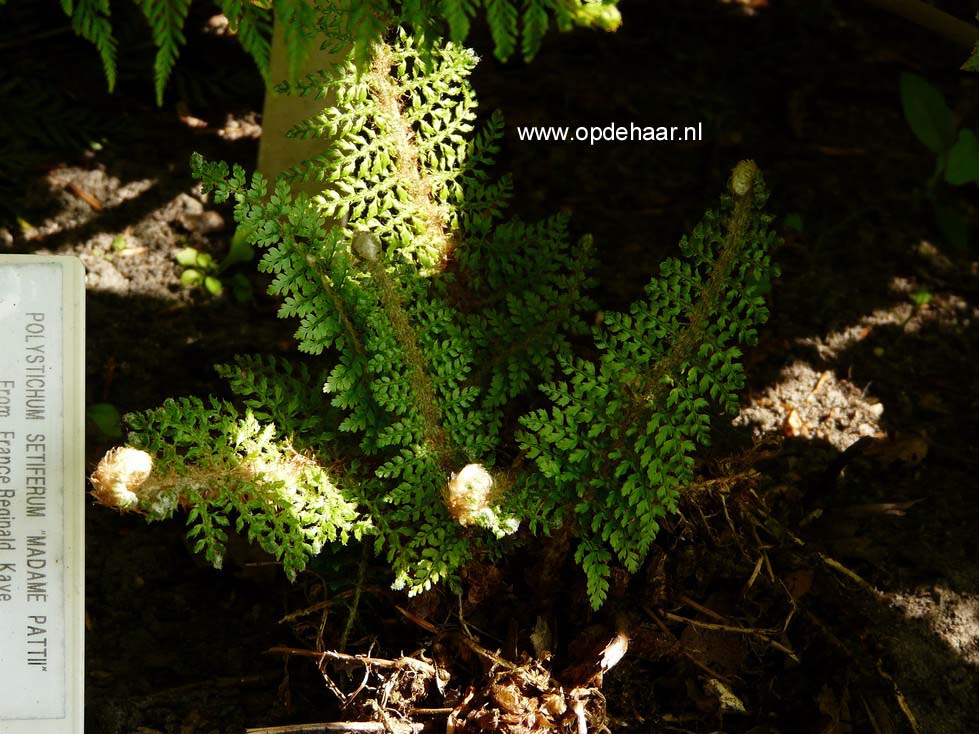 Polystichum setiferum 'Madame Patti'