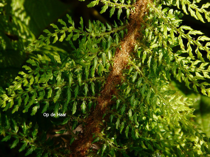 Polystichum setiferum 'Herrenhausen'