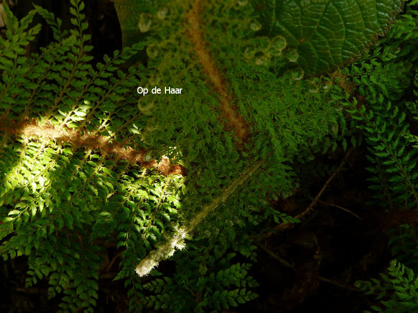 Polystichum setiferum 'Herrenhausen'