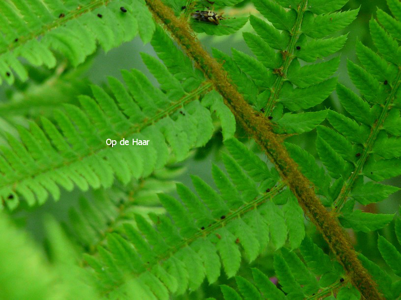 Polystichum setiferum 'Dahlem'