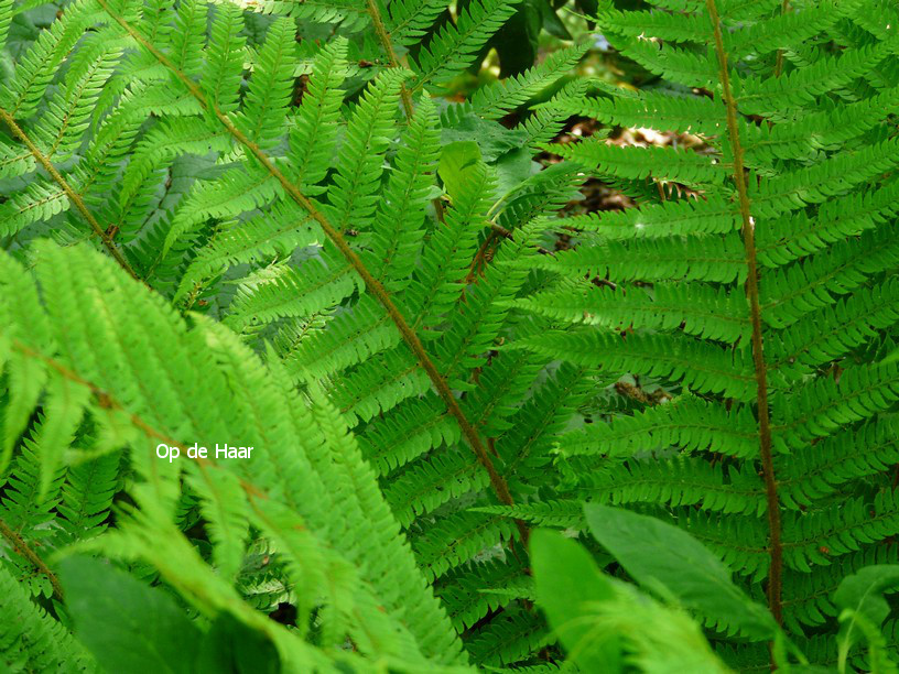 Polystichum setiferum 'Dahlem'