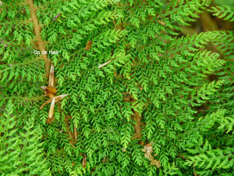 Polystichum setiferum 'Plumoso-densum'