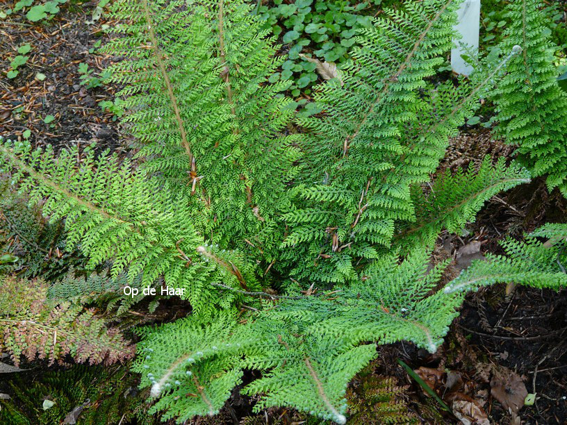 Polystichum setiferum 'Plumoso-densum'