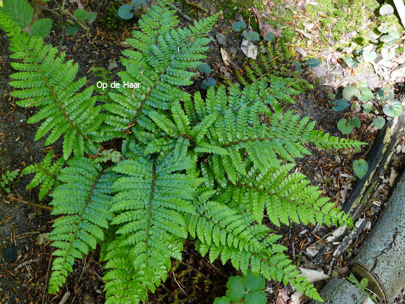 Polystichum polyblepharum