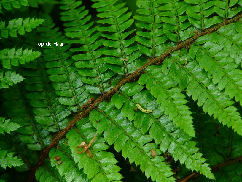 Polystichum polyblepharum