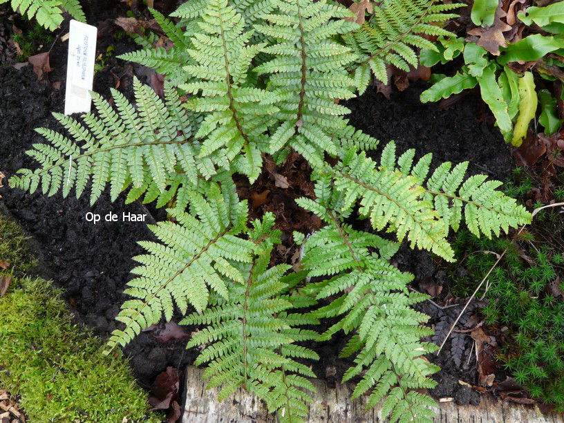 Polystichum polyblepharum