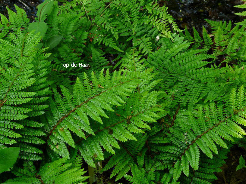 Polystichum polyblepharum