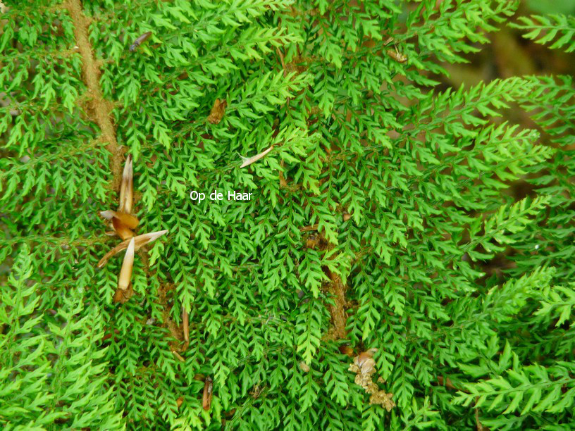 Polystichum setiferum 'Plumoso-densum'