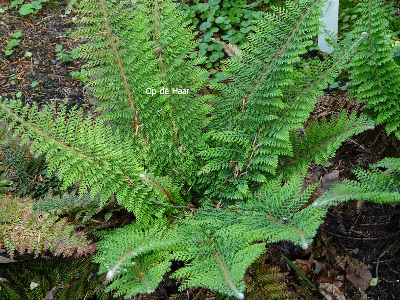 Polystichum setiferum 'Plumoso-densum'