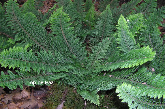 Polystichum setiferum 'Plumoso-densum'