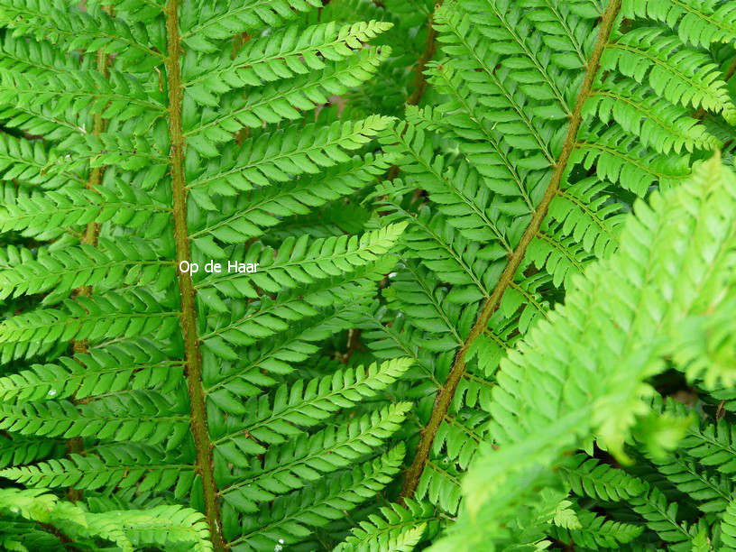 Polystichum aculeatum