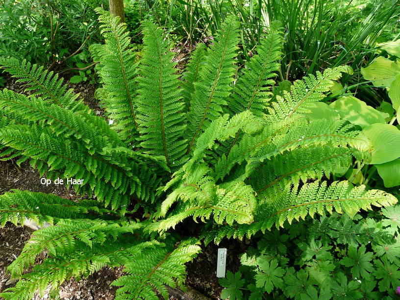 Polystichum aculeatum