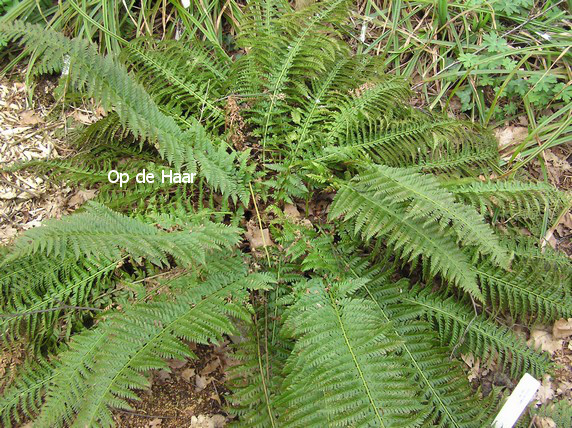 Polystichum aculeatum