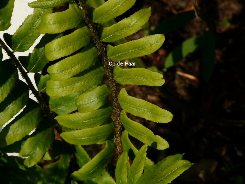 Polystichum acrostichoides