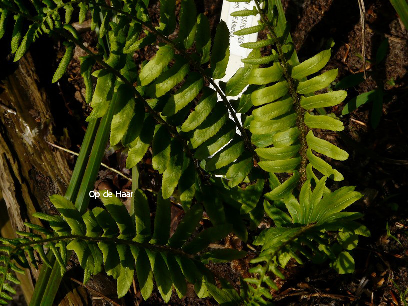 Polystichum acrostichoides