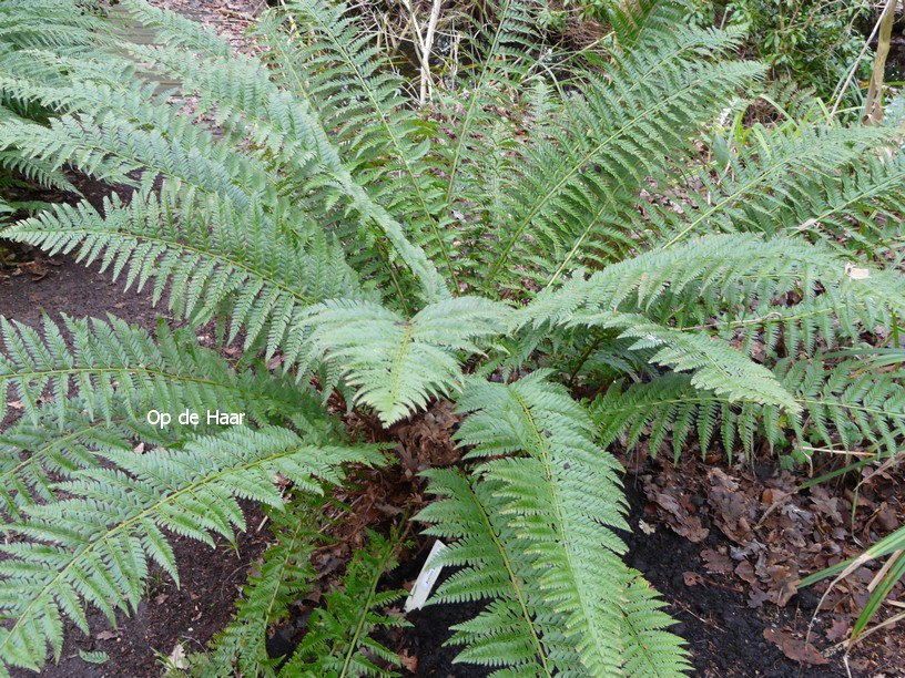 Polystichum acrostichoides