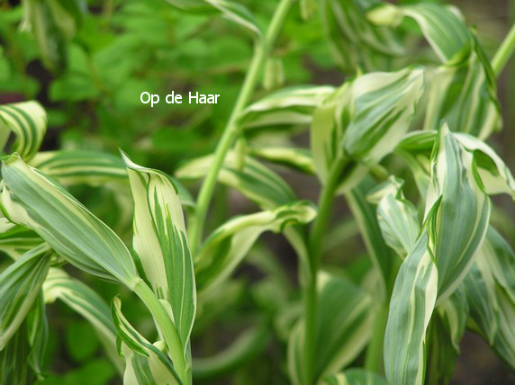 Polygonatum hybridum 'Striatum'