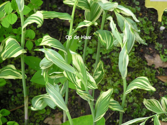 Polygonatum hybridum 'Striatum'